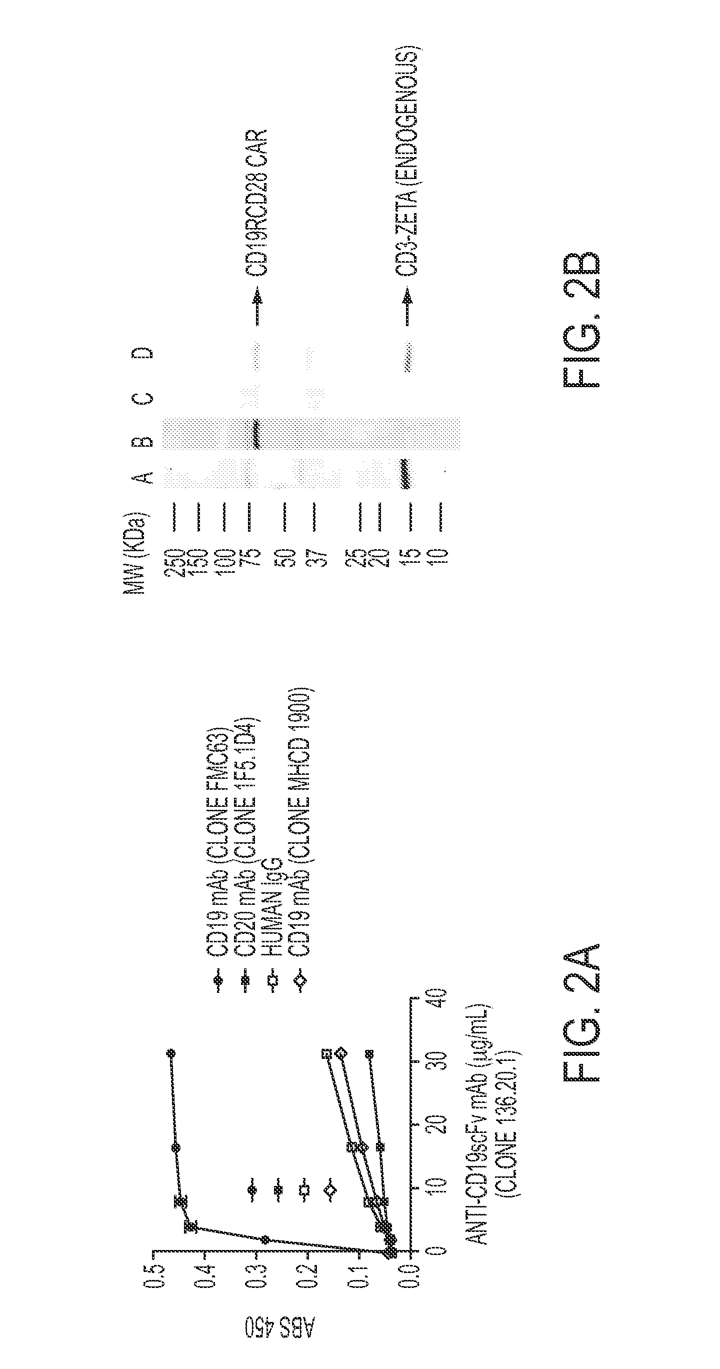 Chimeric antigen receptor-targeting monoclonal antibodies