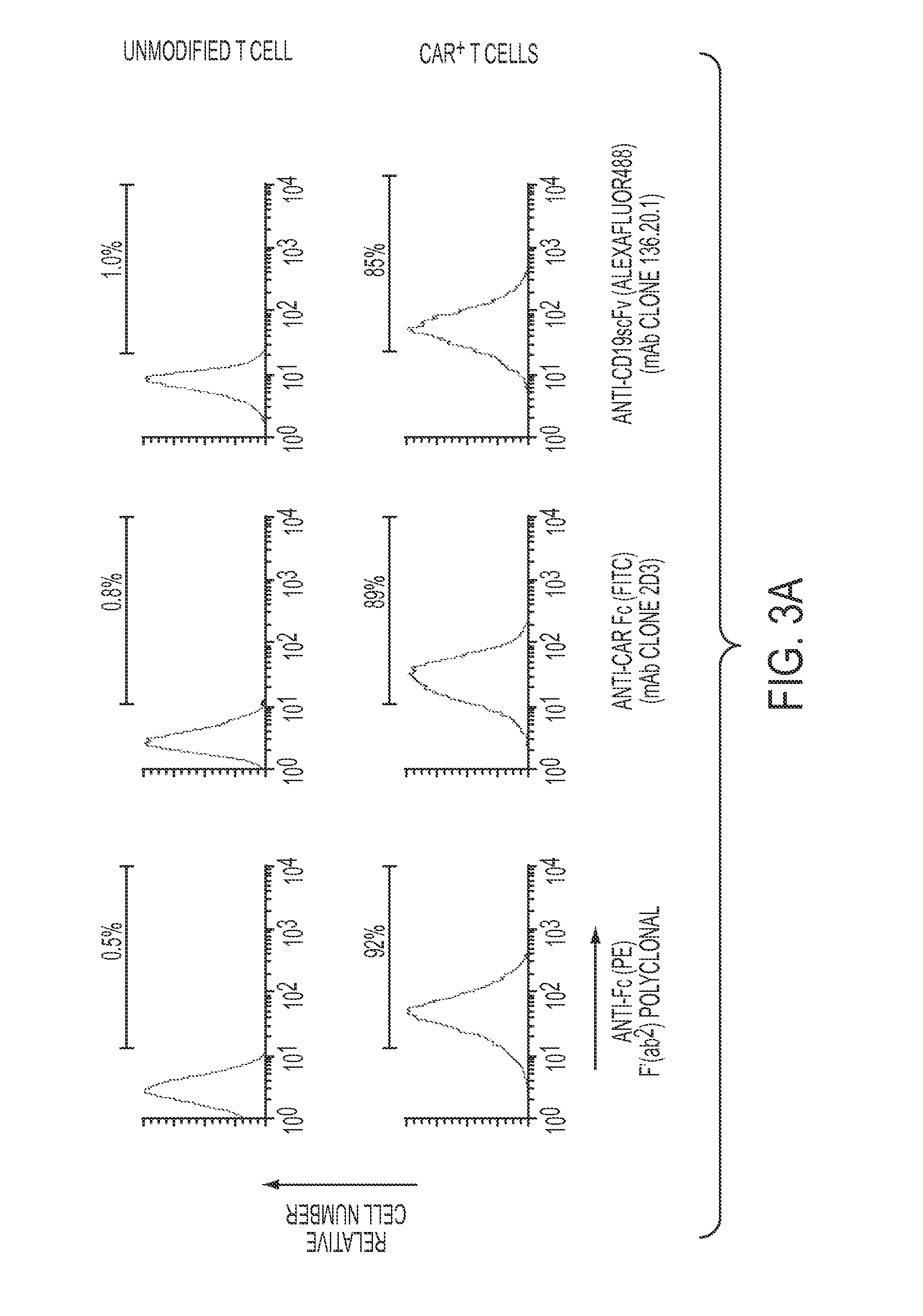 Chimeric antigen receptor-targeting monoclonal antibodies