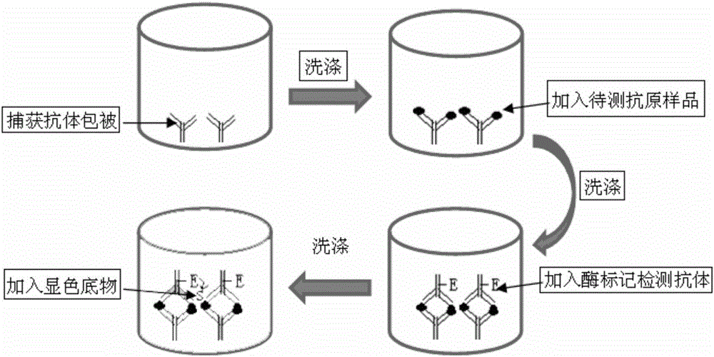 Rapid diagnostic kit for uterine sarcoma in early and middle stages and preparation method of kit