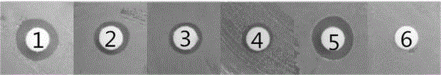 Antibacterial peptide PLC13 and application thereof to inhibition of peri-implantitis bacteria