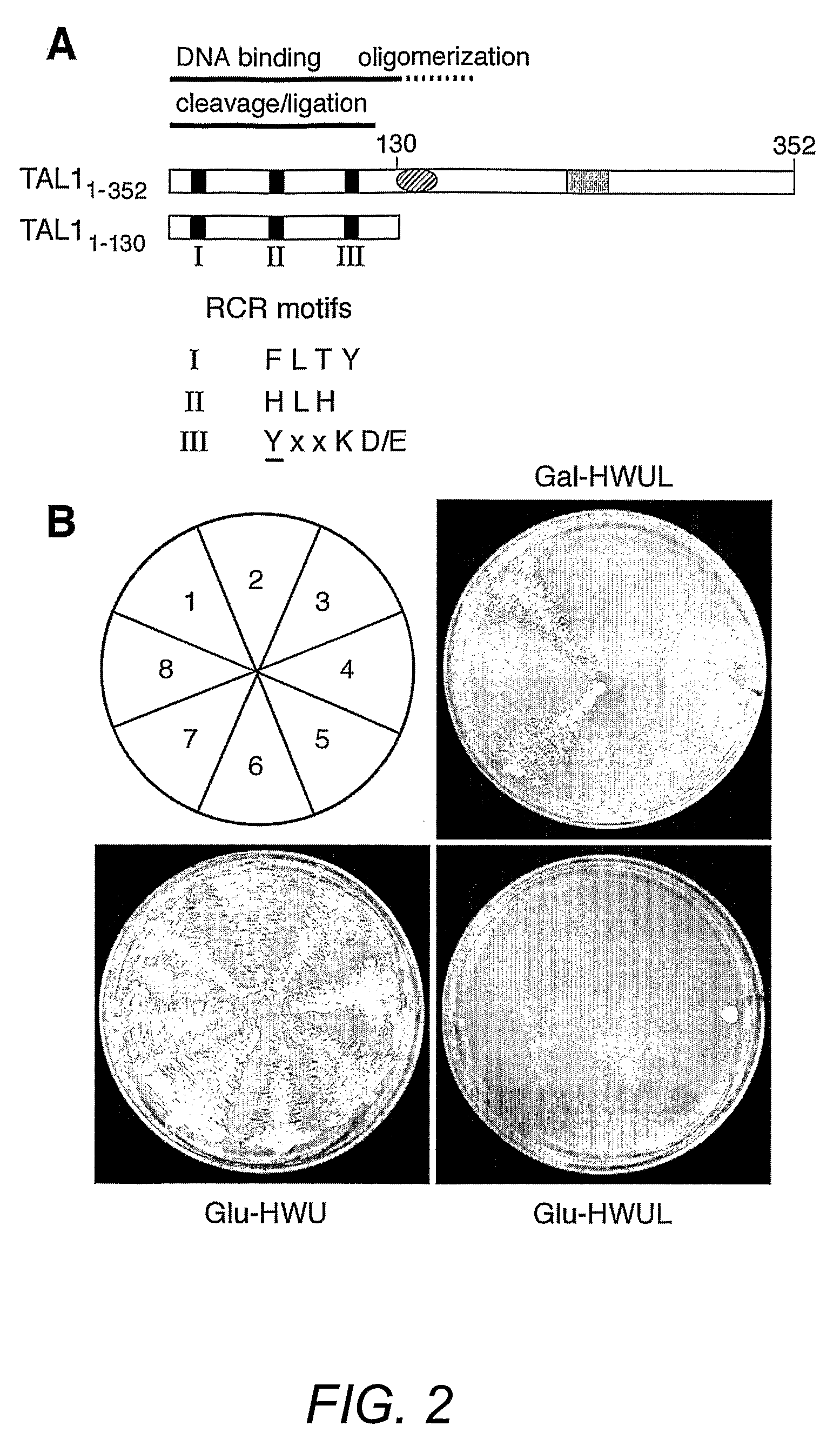 Peptide aptamers that bind to the rep proteins of ssDNA viruses