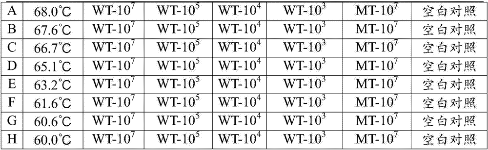 Primer pair, probe and kit used for detecting polymorphism of MTHFR gene