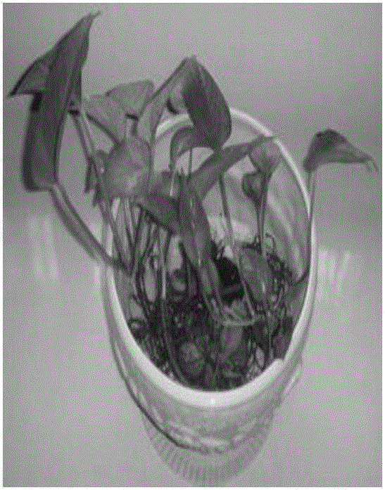 Flower nutrient soil and preparation method thereof