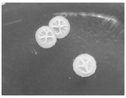 Bacillus velezensis and fermented feed thereof for degrading microbial toxins and application of bacillus velezensis