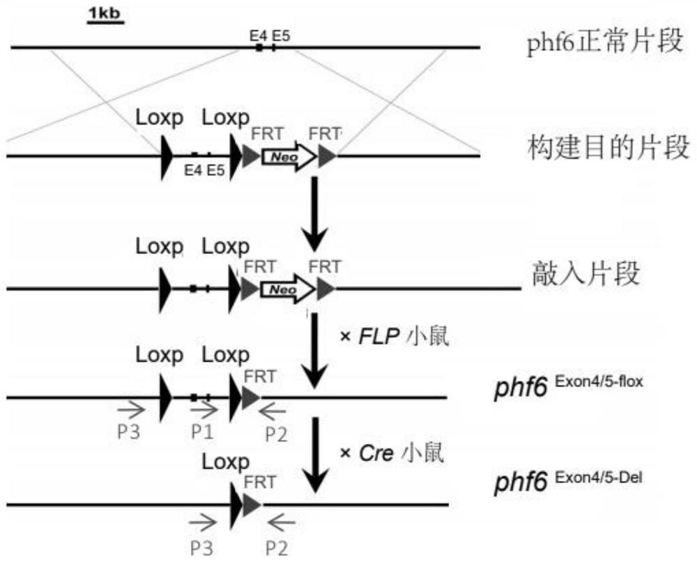 Construction method and application of PHF6 &lt;delta&gt; and JAK3&lt;M511I&gt; double-mutation acute T lymphocytic leukemia mouse model