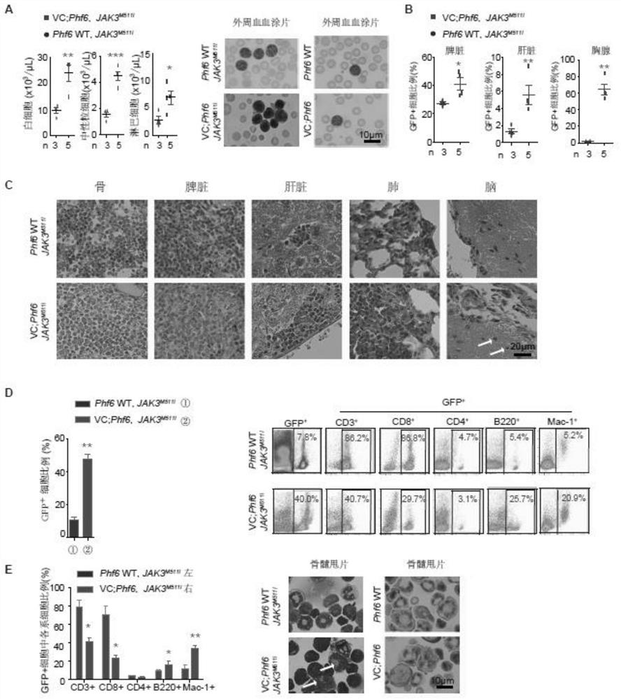 Construction method and application of PHF6 &lt;delta&gt; and JAK3&lt;M511I&gt; double-mutation acute T lymphocytic leukemia mouse model