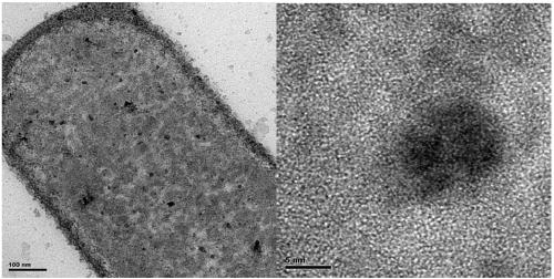 Microorganism-supported platinum-palladium alloy nano catalyst and preparation method thereof