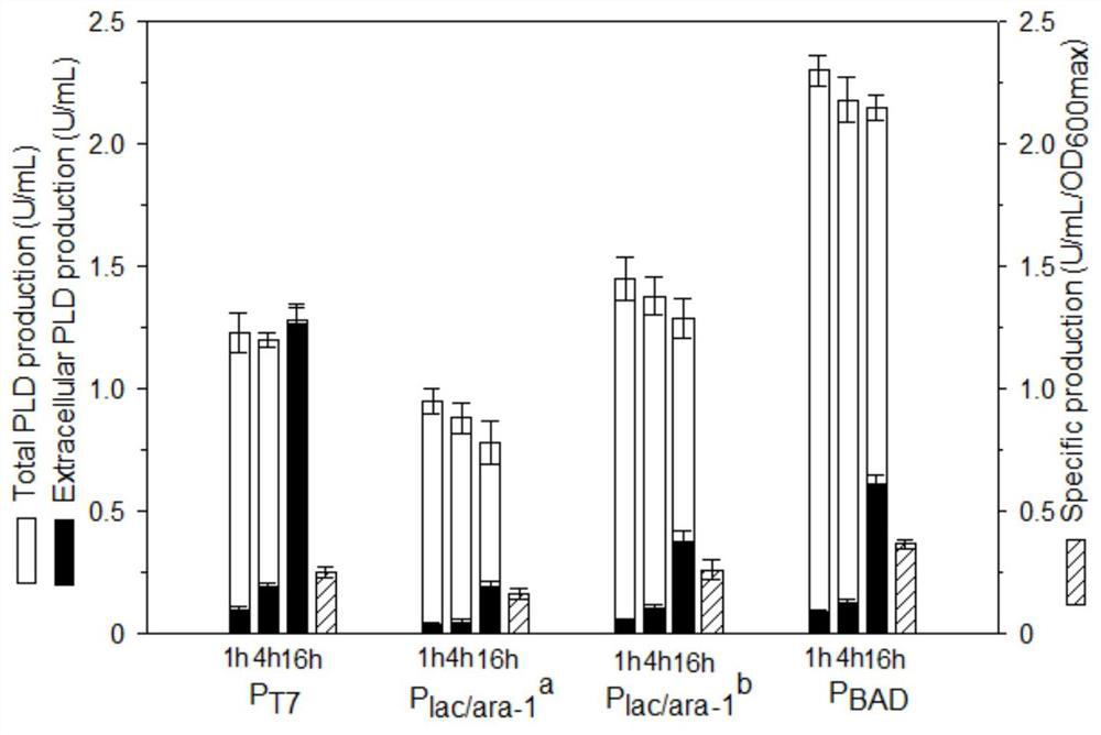 A method for producing phospholipase D by recombinant Escherichia coli