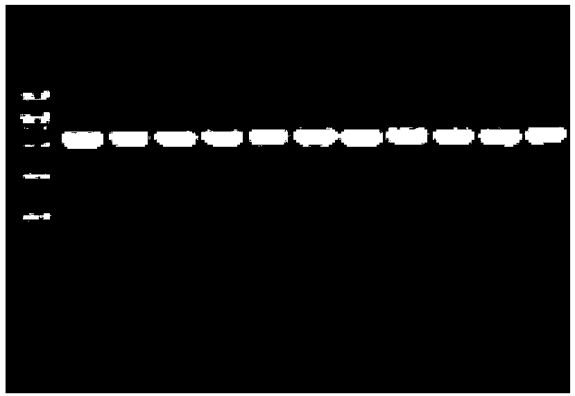 Rapid screening method for weakly post-acidified Lactobacillus bulgaricus, combined sequence for realizing said method and construction method thereof