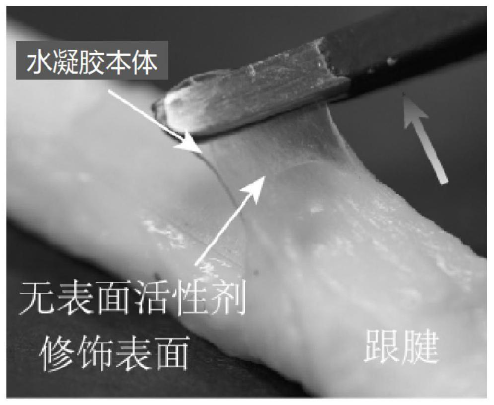 Single-sided adhesive hydrogel adhesive as well as preparation method and application thereof