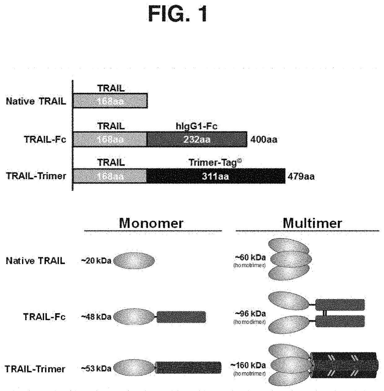 Method and Compositions for Producing Disulfide-Linked Trimeric TNF Family of Cytokines and Their Use