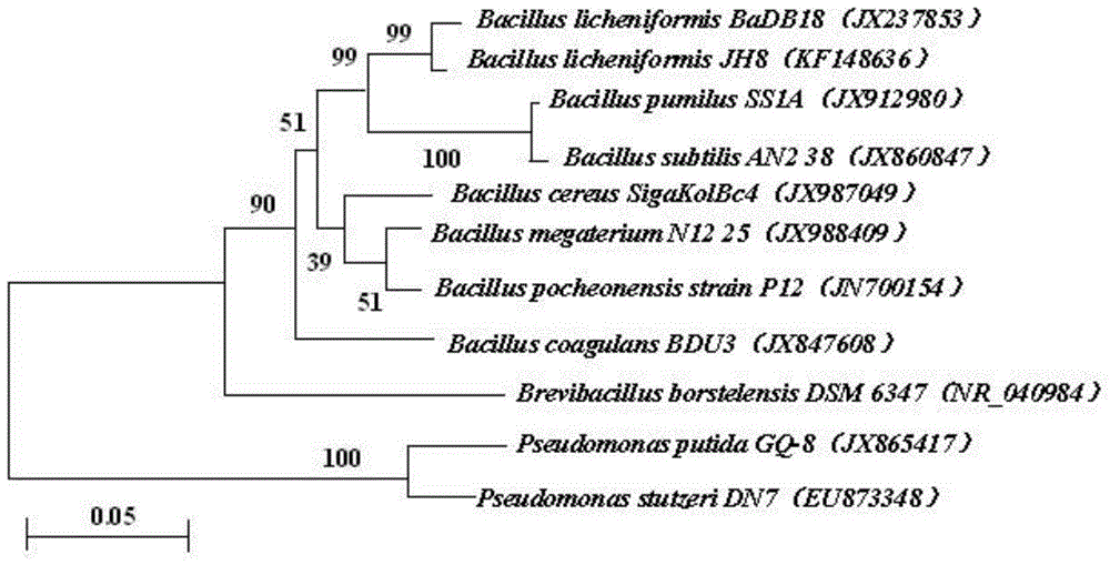 A kind of Bacillus licheniformis and its application