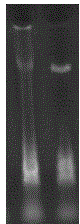 Method for extracting sedum spectabile genomic DNA