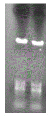 Method for extracting sedum spectabile genomic DNA