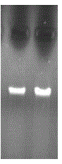 Method for extracting sedum spectabile genomic DNA