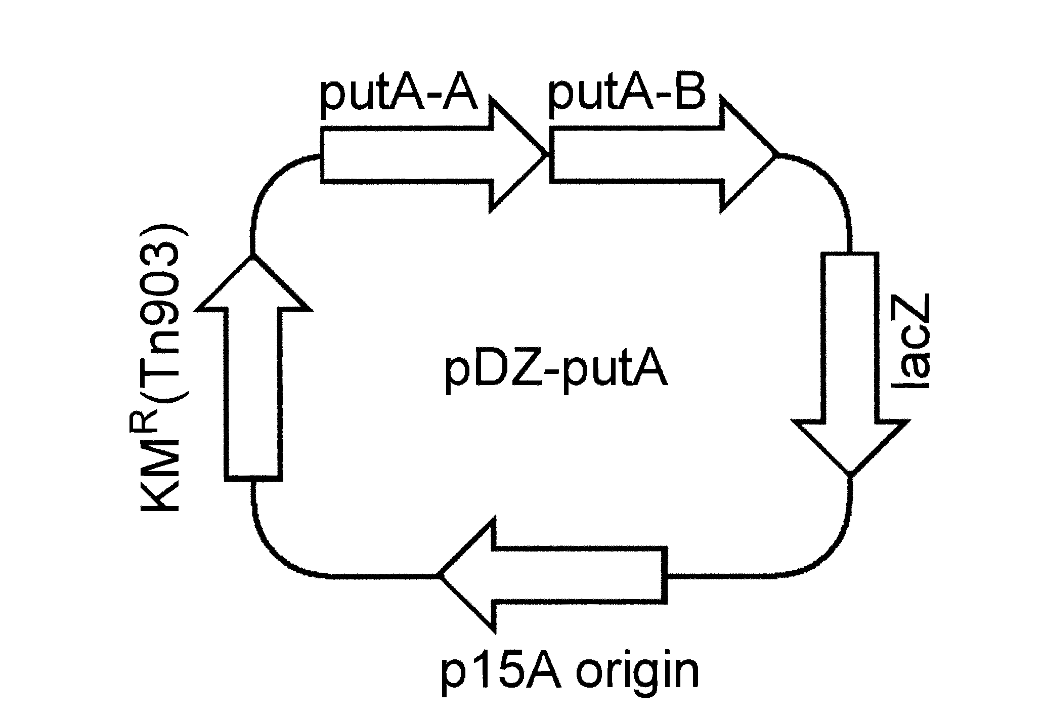 Microorganism with improved production of 5'-xanthosine monophosphate and 5'-guanine monophosphate, and production method of 5'-xanthosine monophosphate and 5'-guanine monophosphate using same