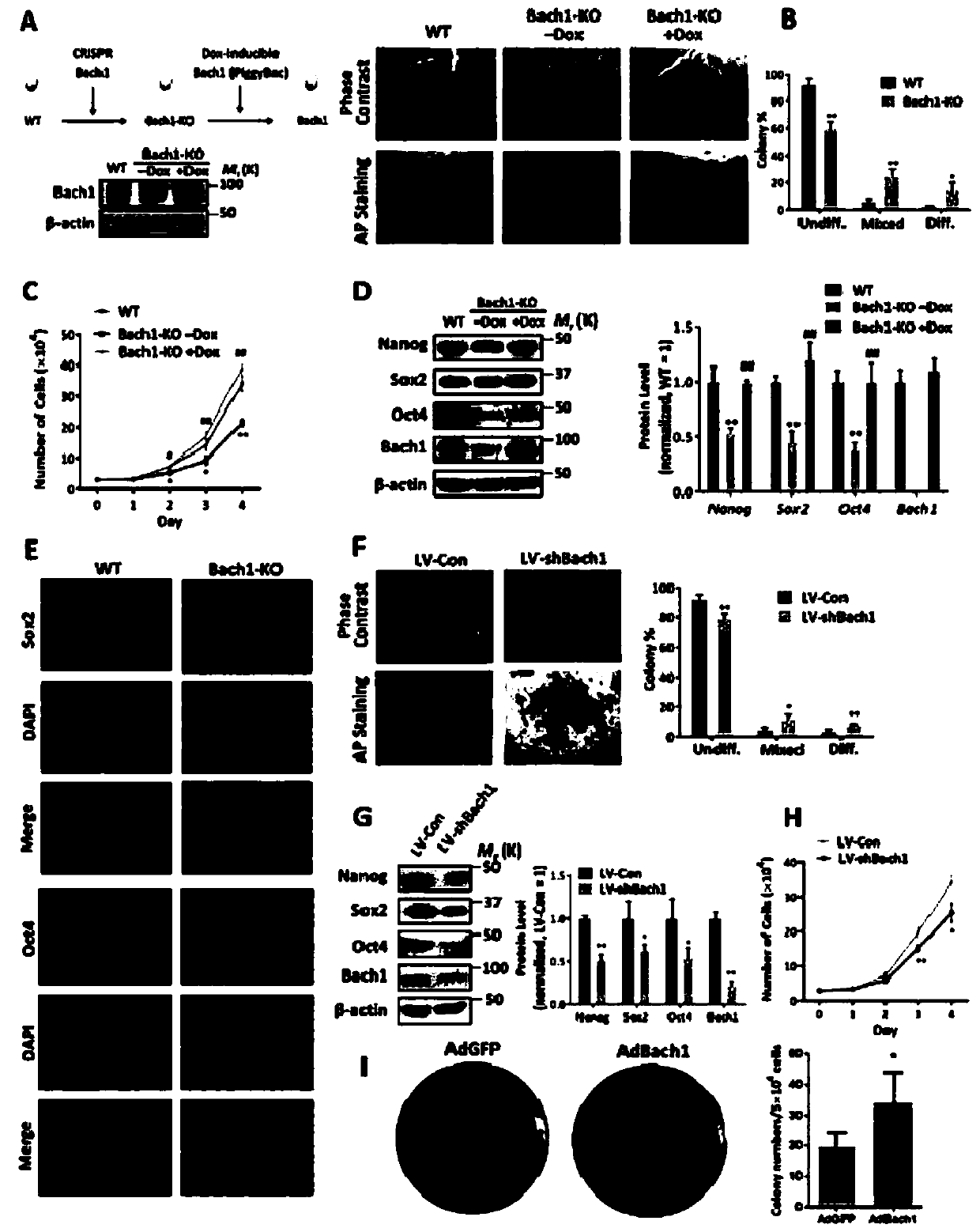 A modified bach1 gene and its application