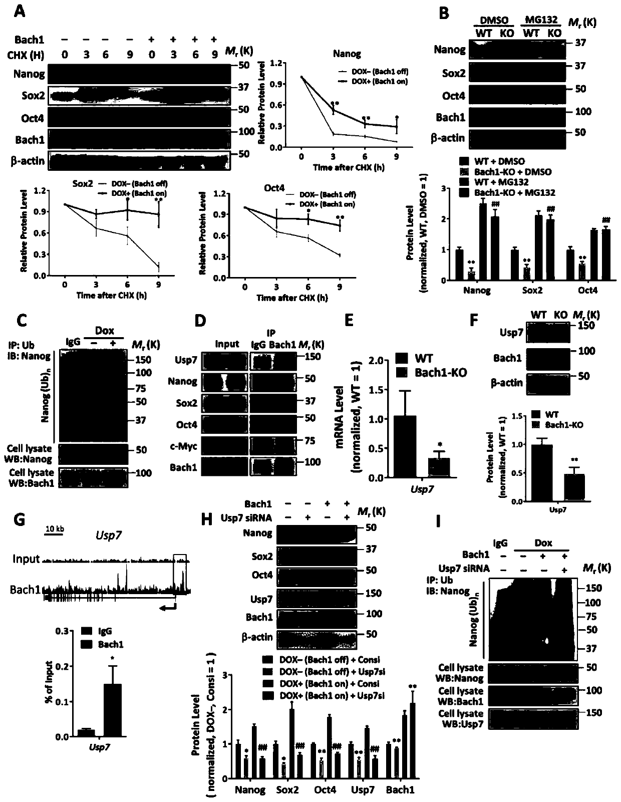 A modified bach1 gene and its application