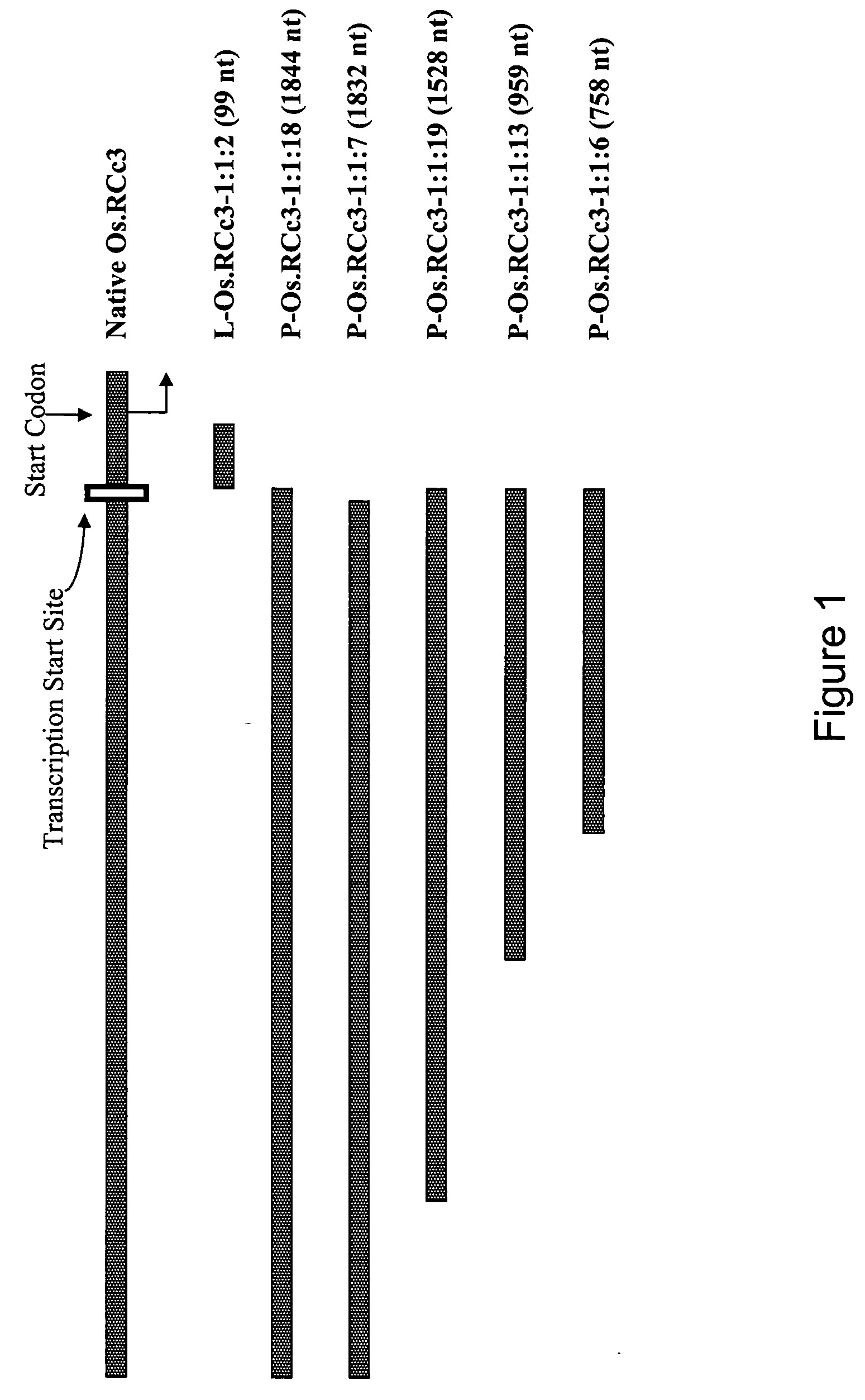 RCc3 regulatory elements for use in plants