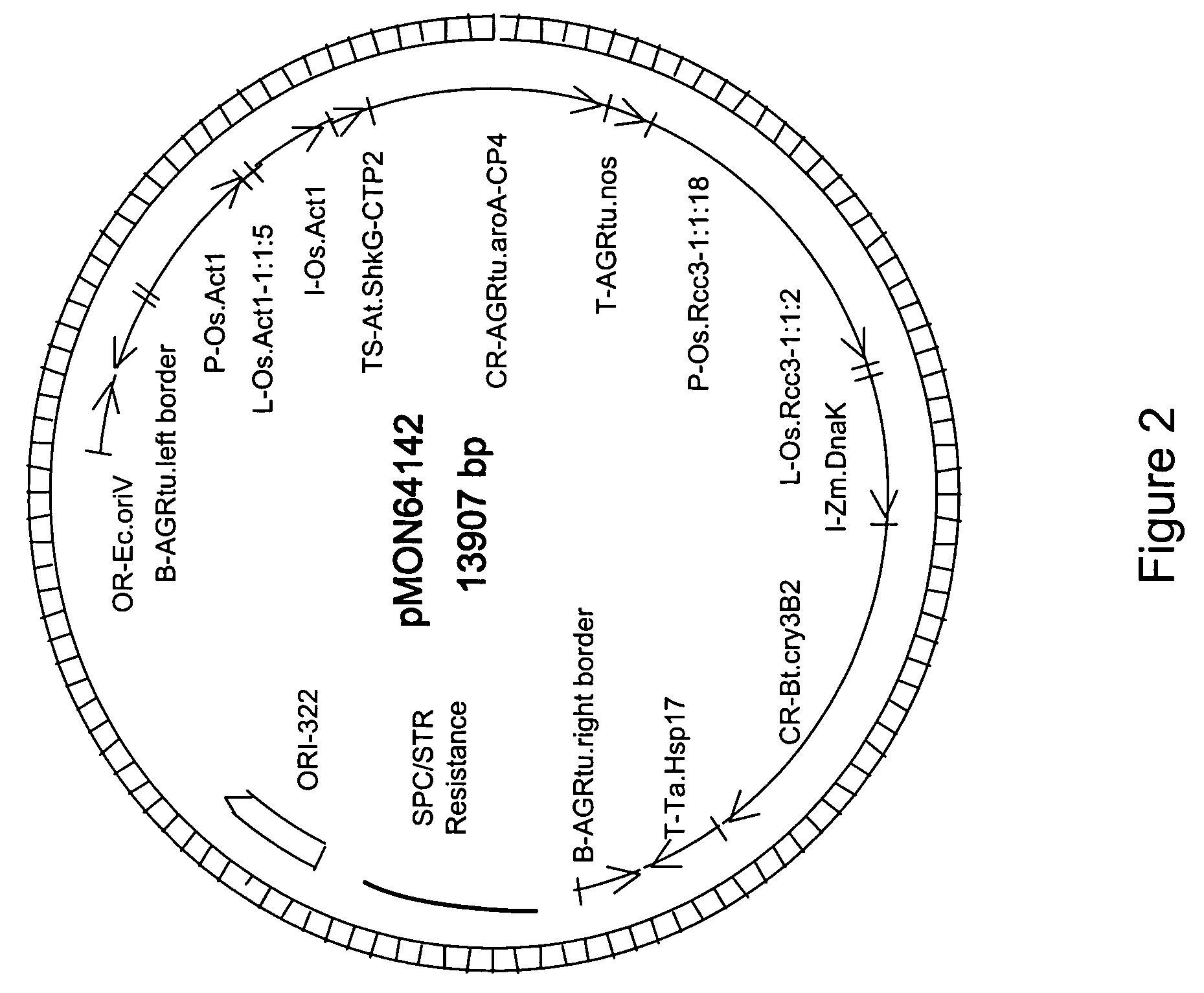 RCc3 regulatory elements for use in plants