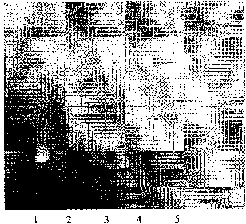 Desmodium-capillary artemisia cholecystagogue, preparation method and quality control method thereof