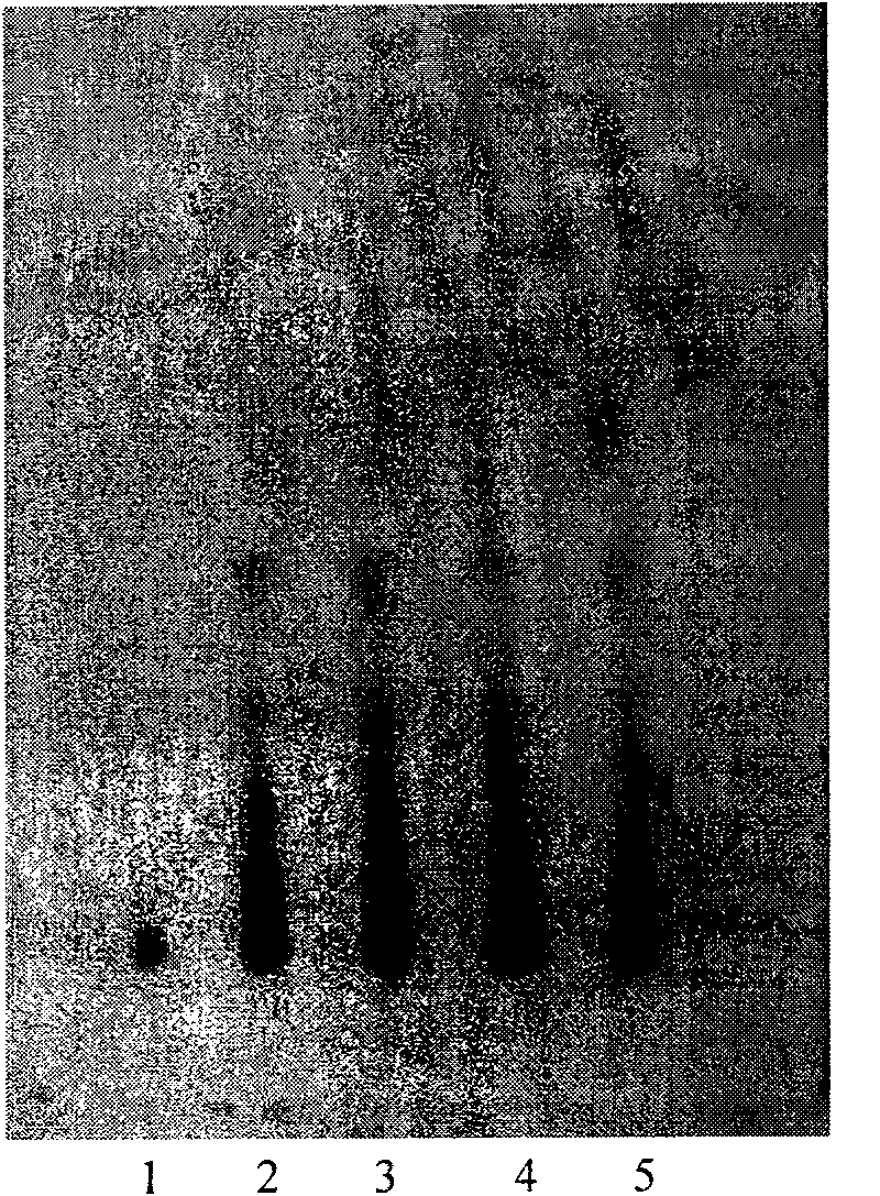 Desmodium-capillary artemisia cholecystagogue, preparation method and quality control method thereof