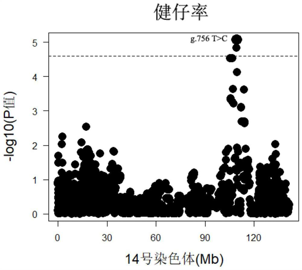 SNP molecular marker located on pig chromosome 14 and related to dead fetus number and healthy birth rate of sow and application of SNP molecular marker