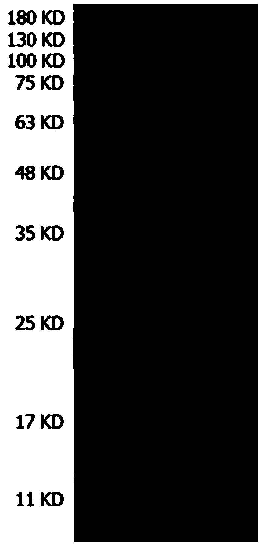 Anti-cryptococcus capsular polysaccharide monoclonal antibody, preparation of hybridoma cell strain thereof and application