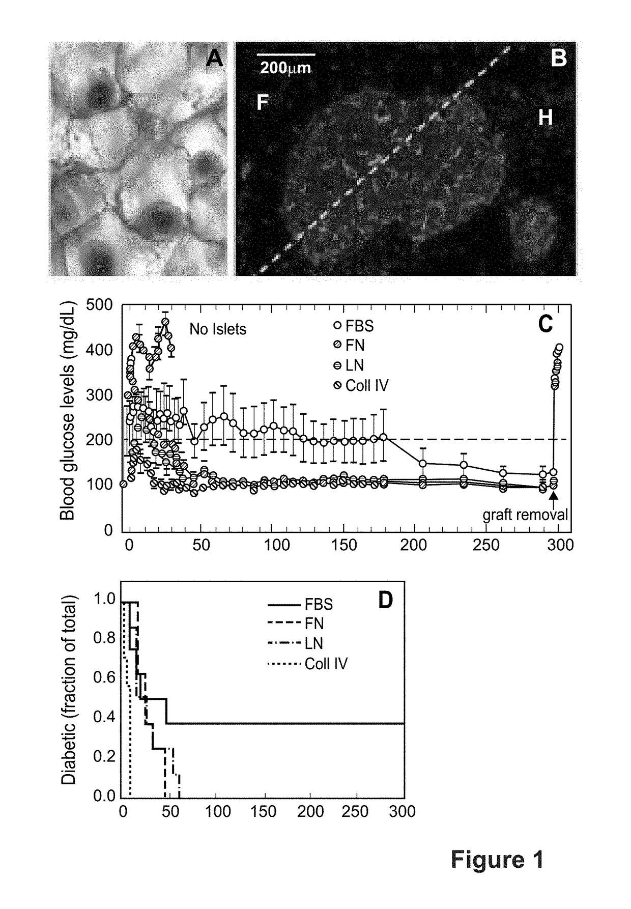 Microporous Hydrogel Scaffolds for Cell Transplantation