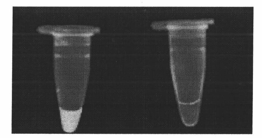 Loop-mediated isothermal amplification (LAMP) primer pair of bacillus cereus and detection method