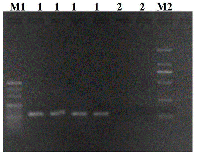 RT-HDA kit and primer for detecting avian influenza virus