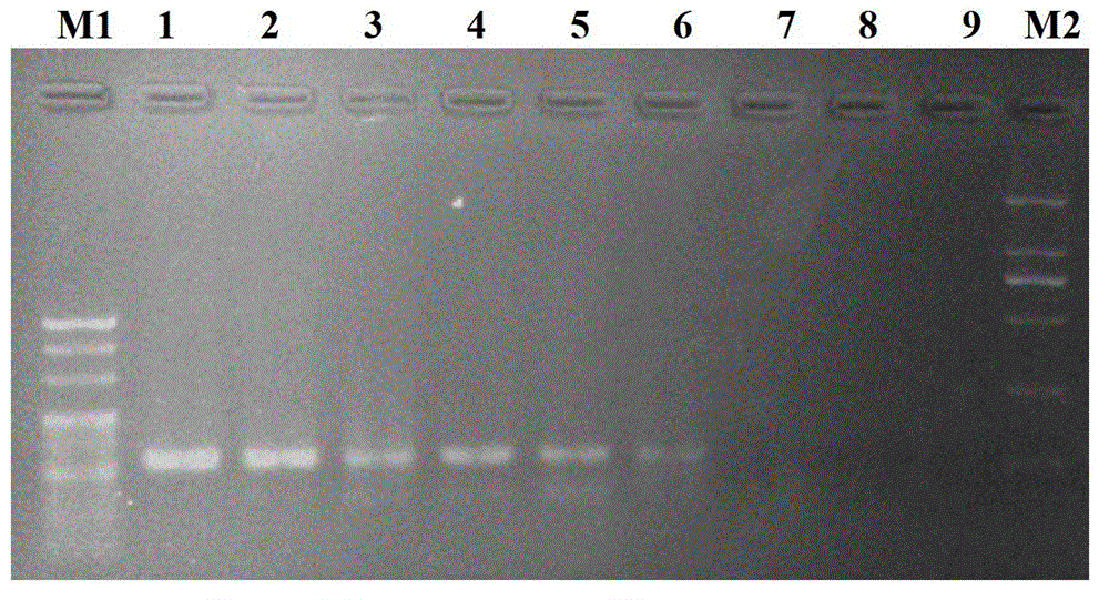 RT-HDA kit and primer for detecting avian influenza virus