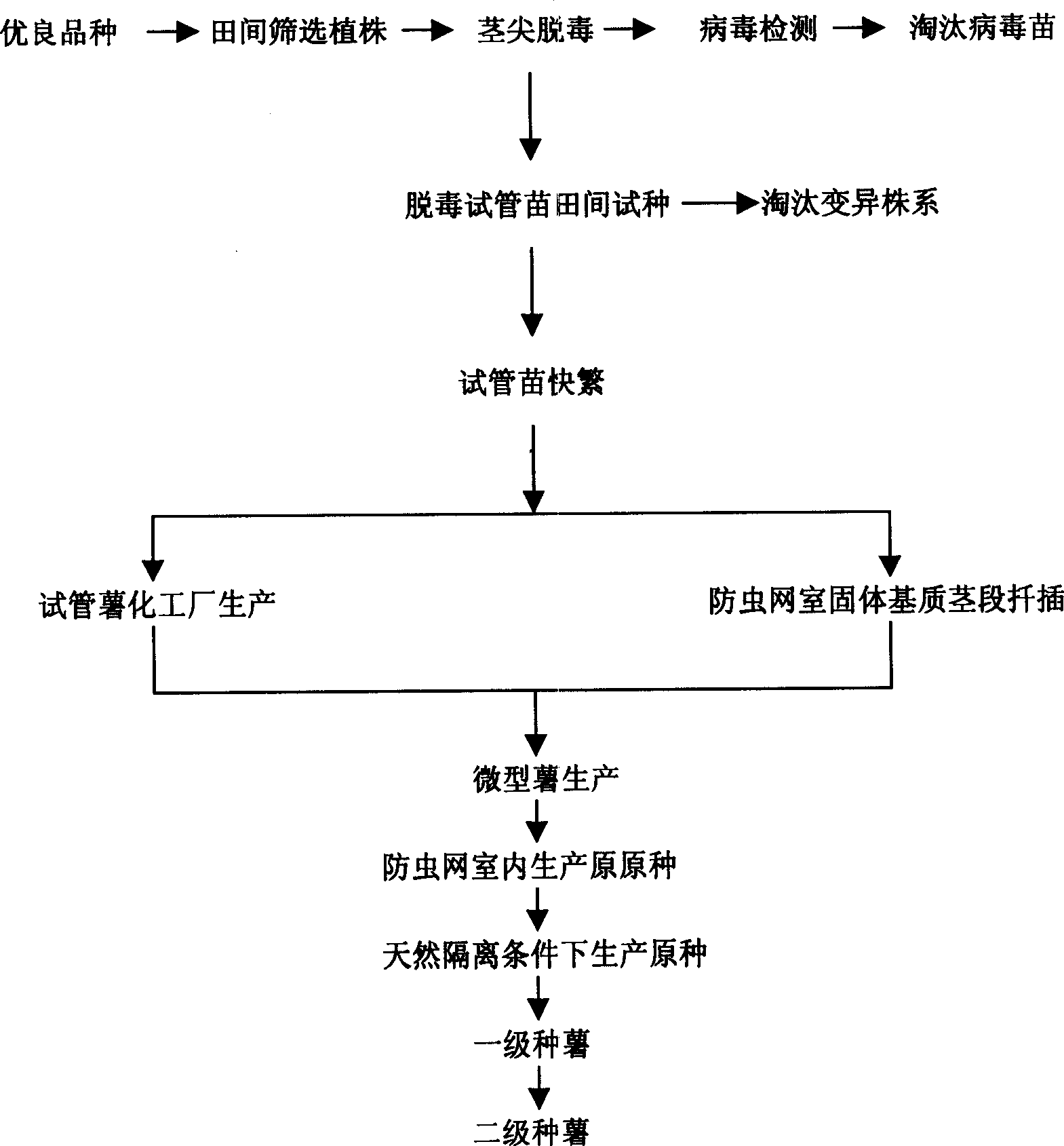 Quick and open liquid cultivation method and apparatus for detoxicated potato seedlings and miniature potatoes