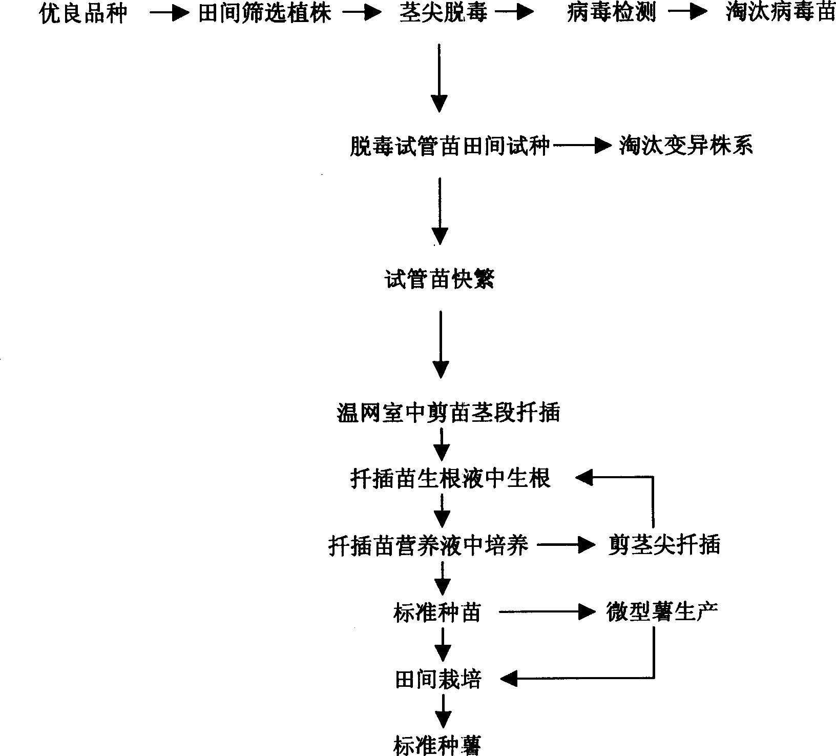 Quick and open liquid cultivation method and apparatus for detoxicated potato seedlings and miniature potatoes