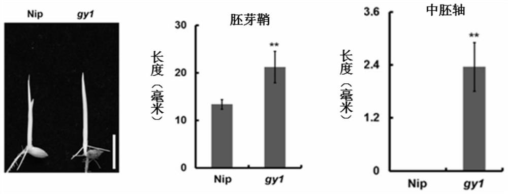 Application of rice osgy1376t mutant material in breeding direct seeding varieties with high seedling emergence rate