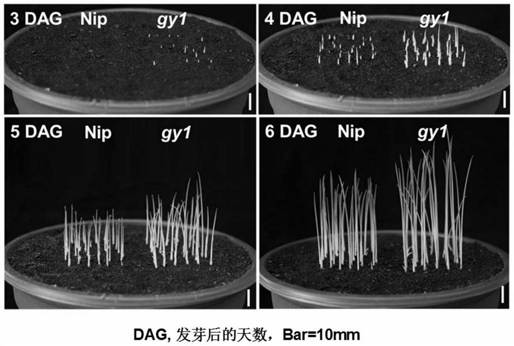 Application of rice osgy1376t mutant material in breeding direct seeding varieties with high seedling emergence rate