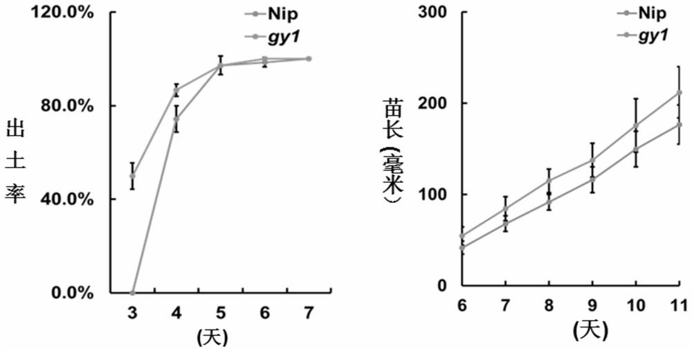 Application of rice osgy1376t mutant material in breeding direct seeding varieties with high seedling emergence rate