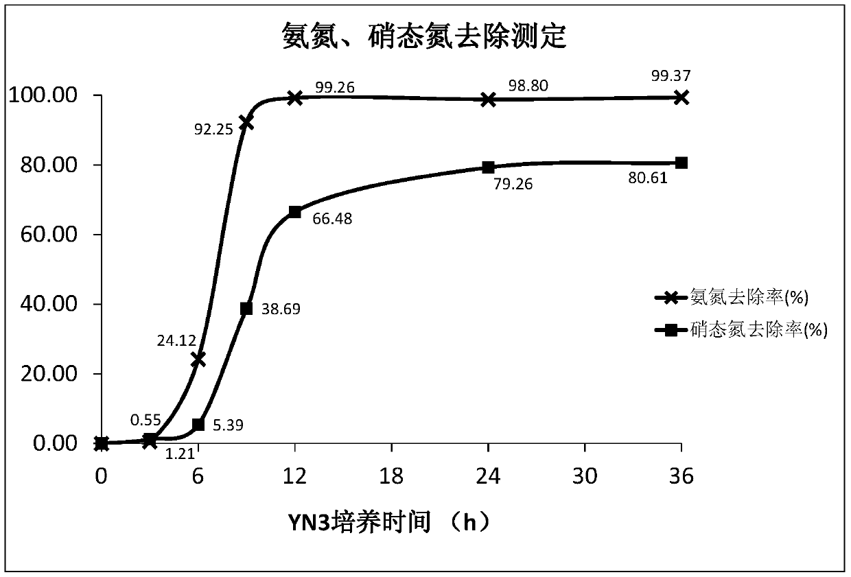 A kind of heterotrophic nitrifying aerobic denitrifying Acinetobacter and its application