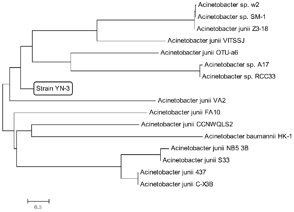 A kind of heterotrophic nitrifying aerobic denitrifying Acinetobacter and its application