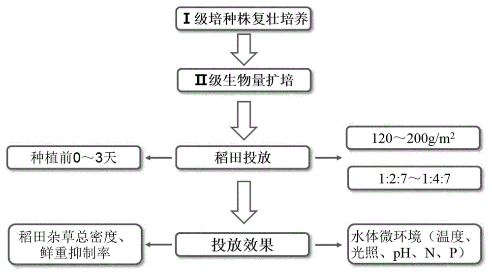 Rice field grass control method