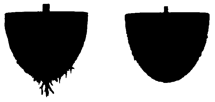 Cultivation groove capable of stably supplying soil moisture to plants with shallow root systems