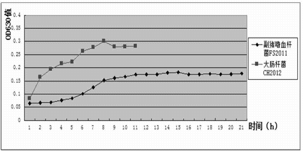 Method for constructing swine escherichia coli and haemophilus parasuis attenuated fusion strain