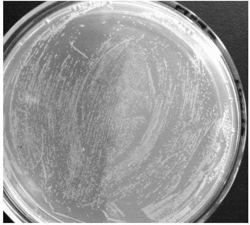 Method for constructing swine escherichia coli and haemophilus parasuis attenuated fusion strain