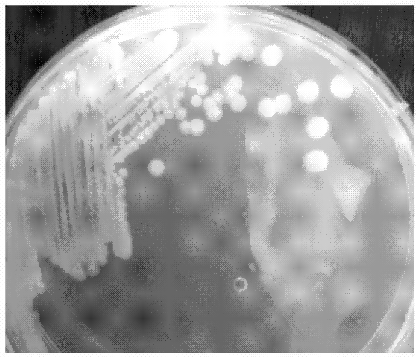 Method for constructing swine escherichia coli and haemophilus parasuis attenuated fusion strain