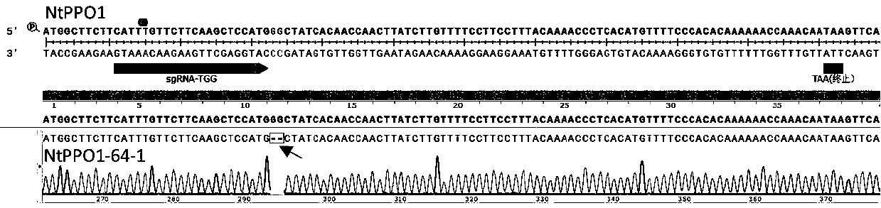 Tobacco polyphenol oxidase gene NtPPO1 and site-directed mutagenesis method and application thereof