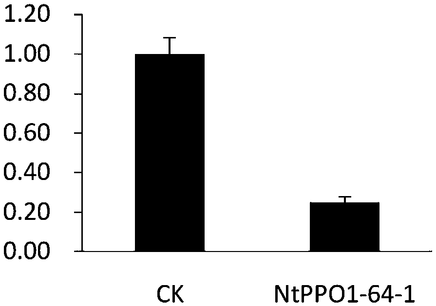 Tobacco polyphenol oxidase gene NtPPO1 and site-directed mutagenesis method and application thereof