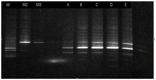 Intelligent quality detection method and system in logistics process of cold-chain meat and meat products