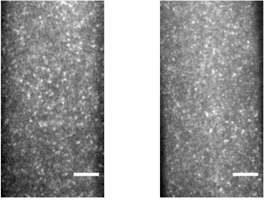 Method for detecting lateral limitation area of living plant cytomembrane protein