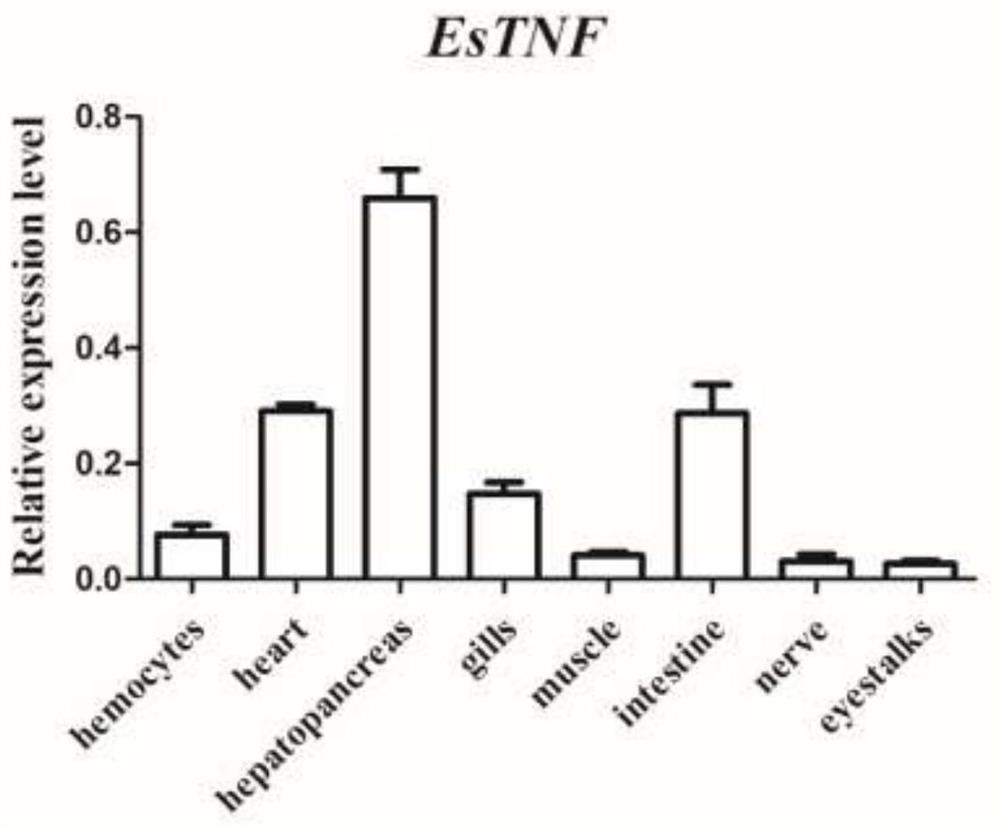 Tumor necrosis factor of Chinese mitten crab and its application