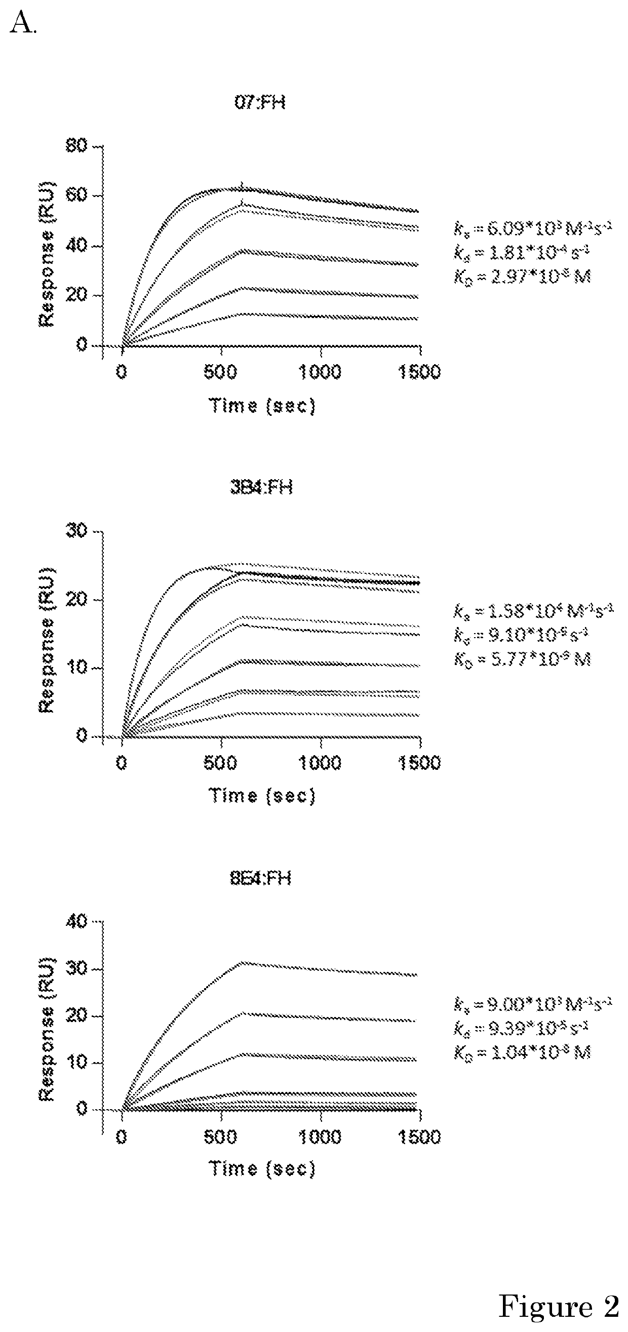 Factor h potentiating antibodies and uses thereof